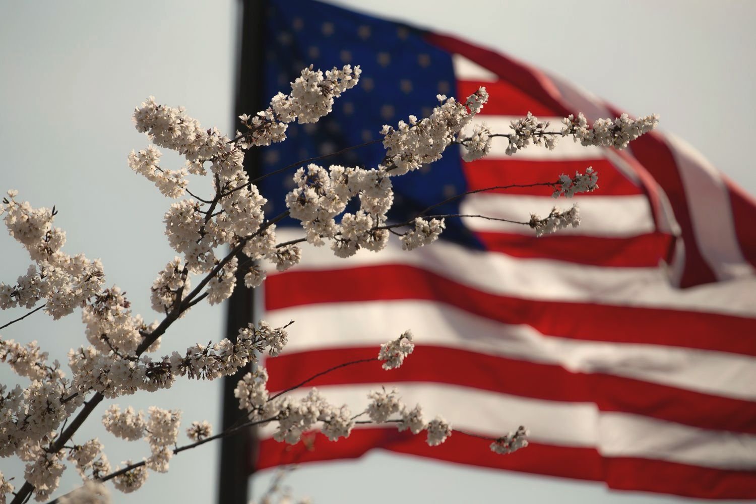 The American flag waving beside spring blossoms