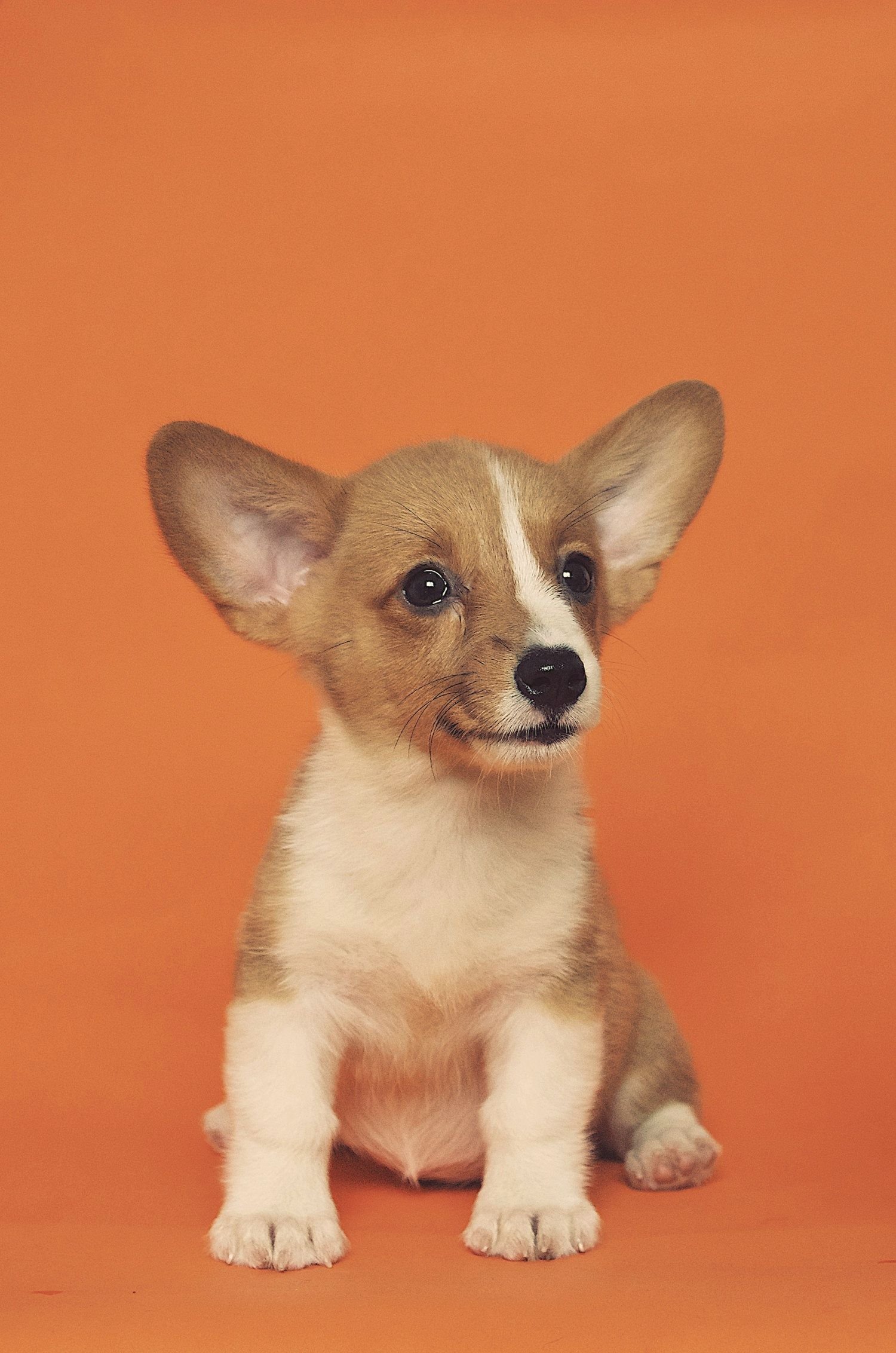 A corgi puppy waiting attentively
