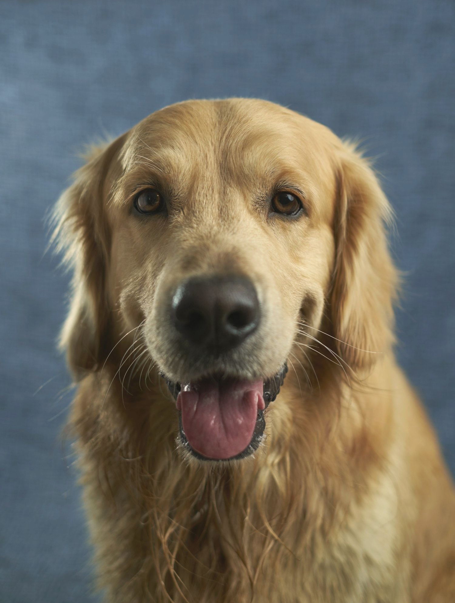 A golden retriever emotional support dog resting indoors
