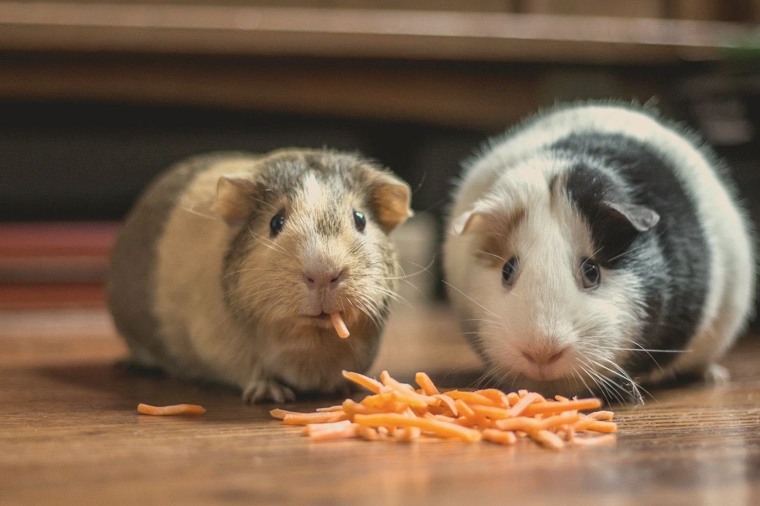 Two guinea pigs eating together, an example of small emotional support animals