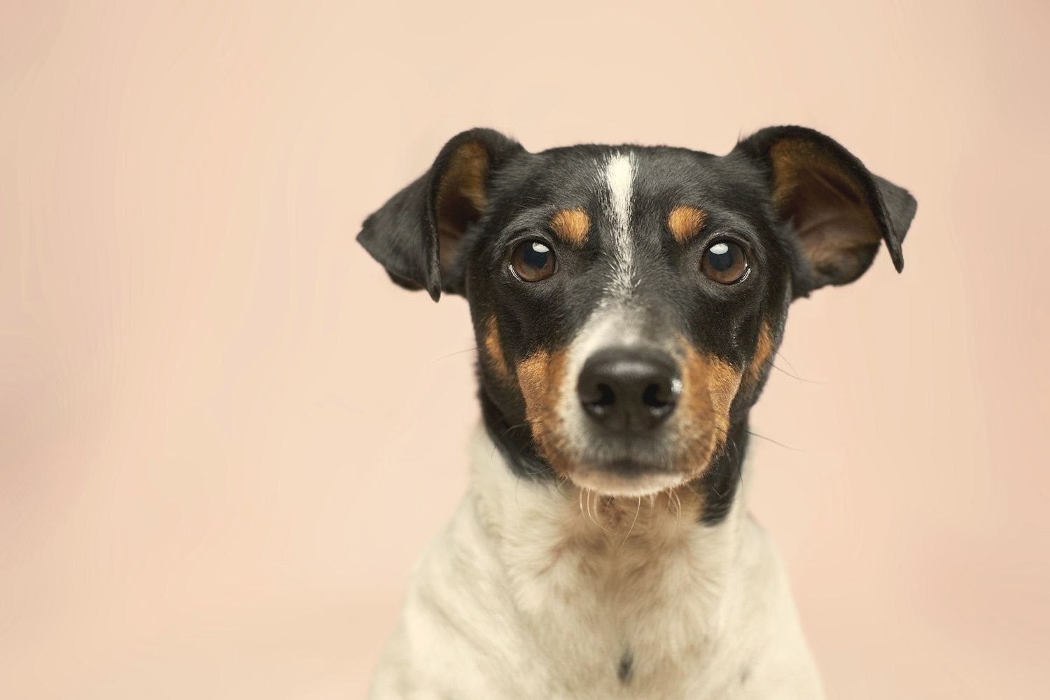 A jack russell terrier looking calmly toward the camera