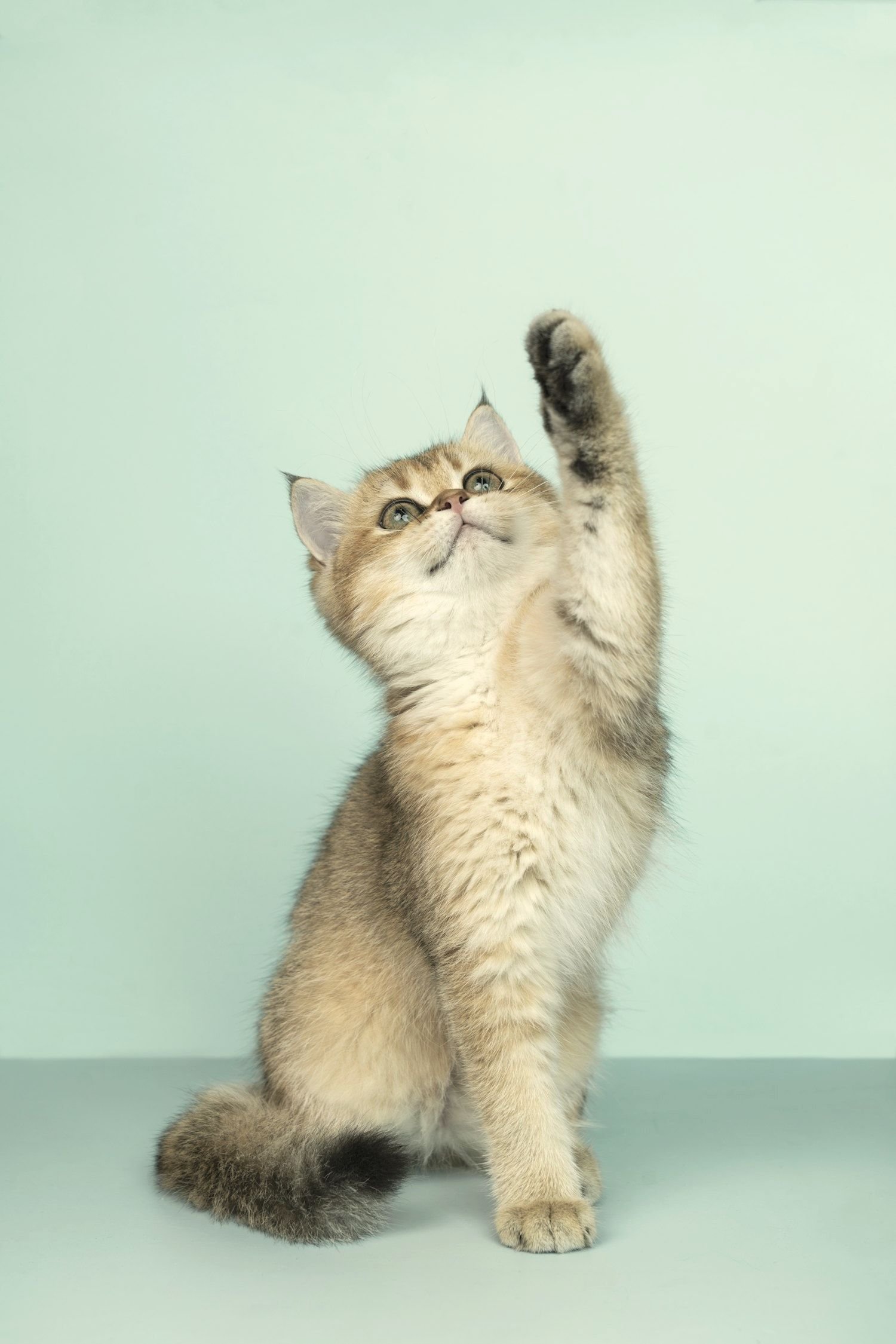 A curious kitten raising its paw as if asking a question