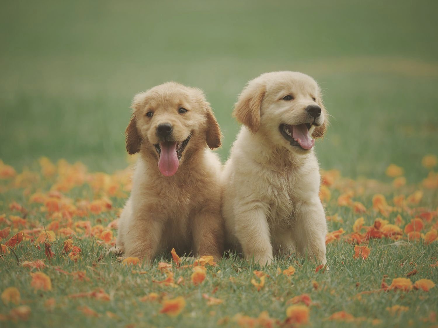 Two golden retriever puppies sitting together in a field of flowers