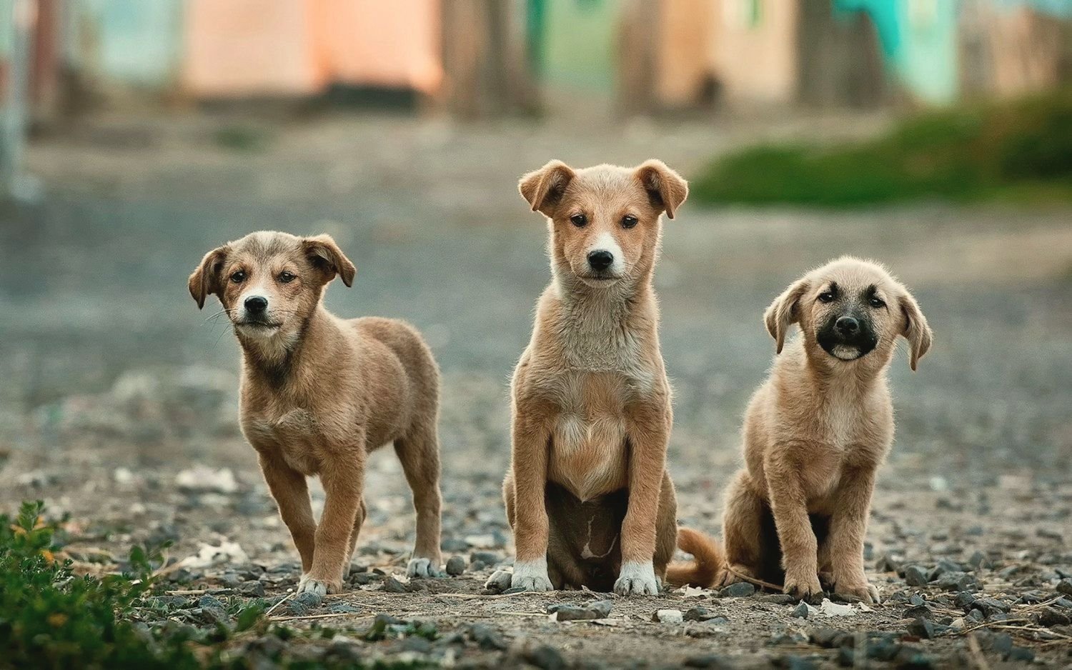 Three dogs sitting together outside a rental home