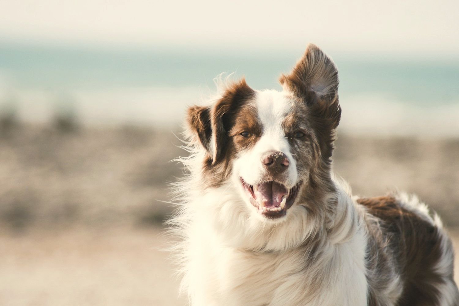 An attentive border collie, a breed often trained as a psychiatric service dog