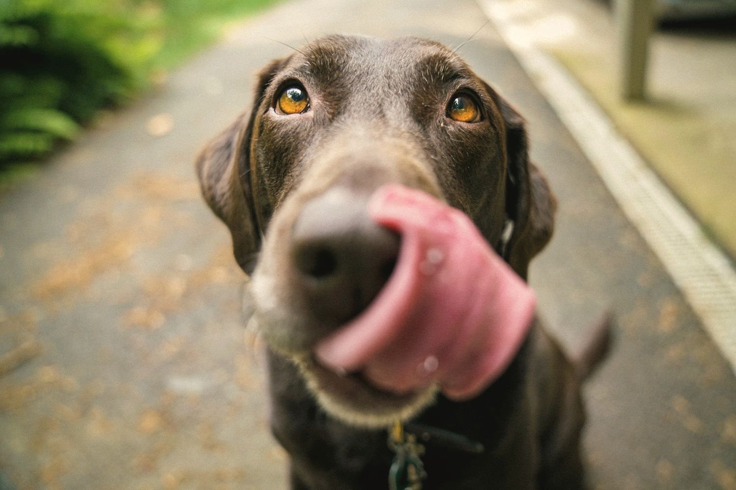 A focused labrador looking up at its handler during training
