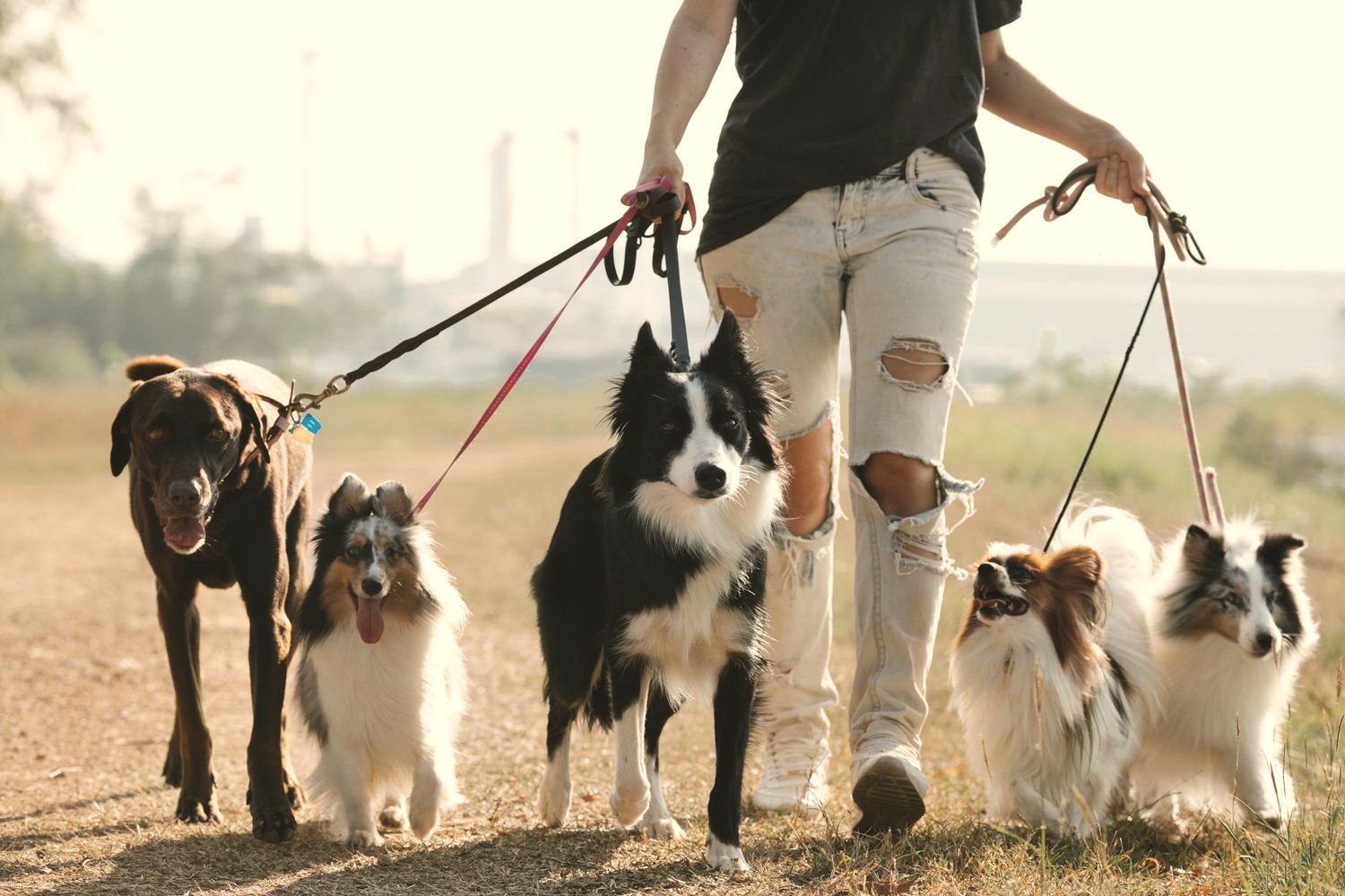 A handler walking calm, well trained dogs on leashes